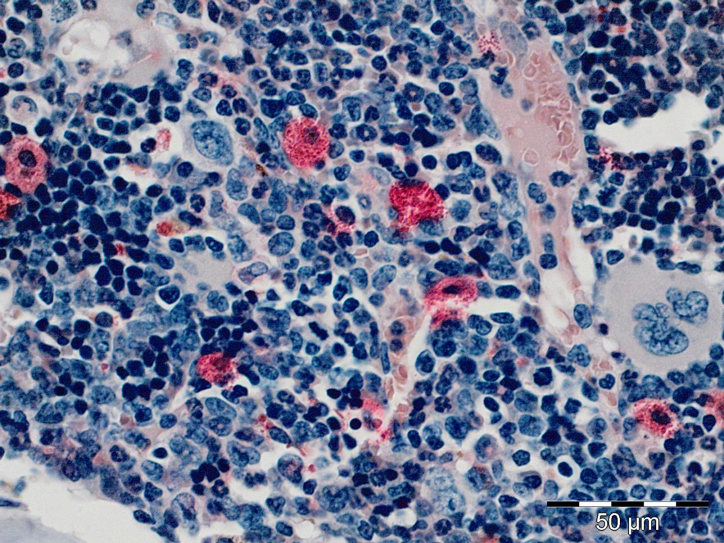 Blood Cell Producing Bone Marrow Cells