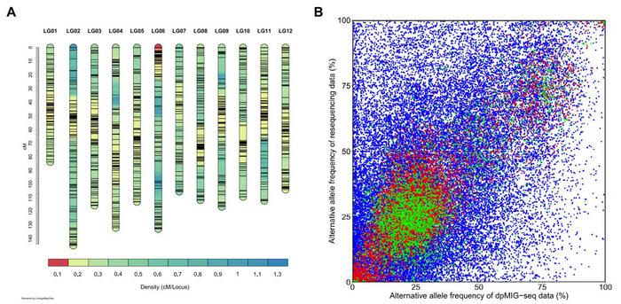 Overview of integrated linkage map and allele frequencies of SNP markers.