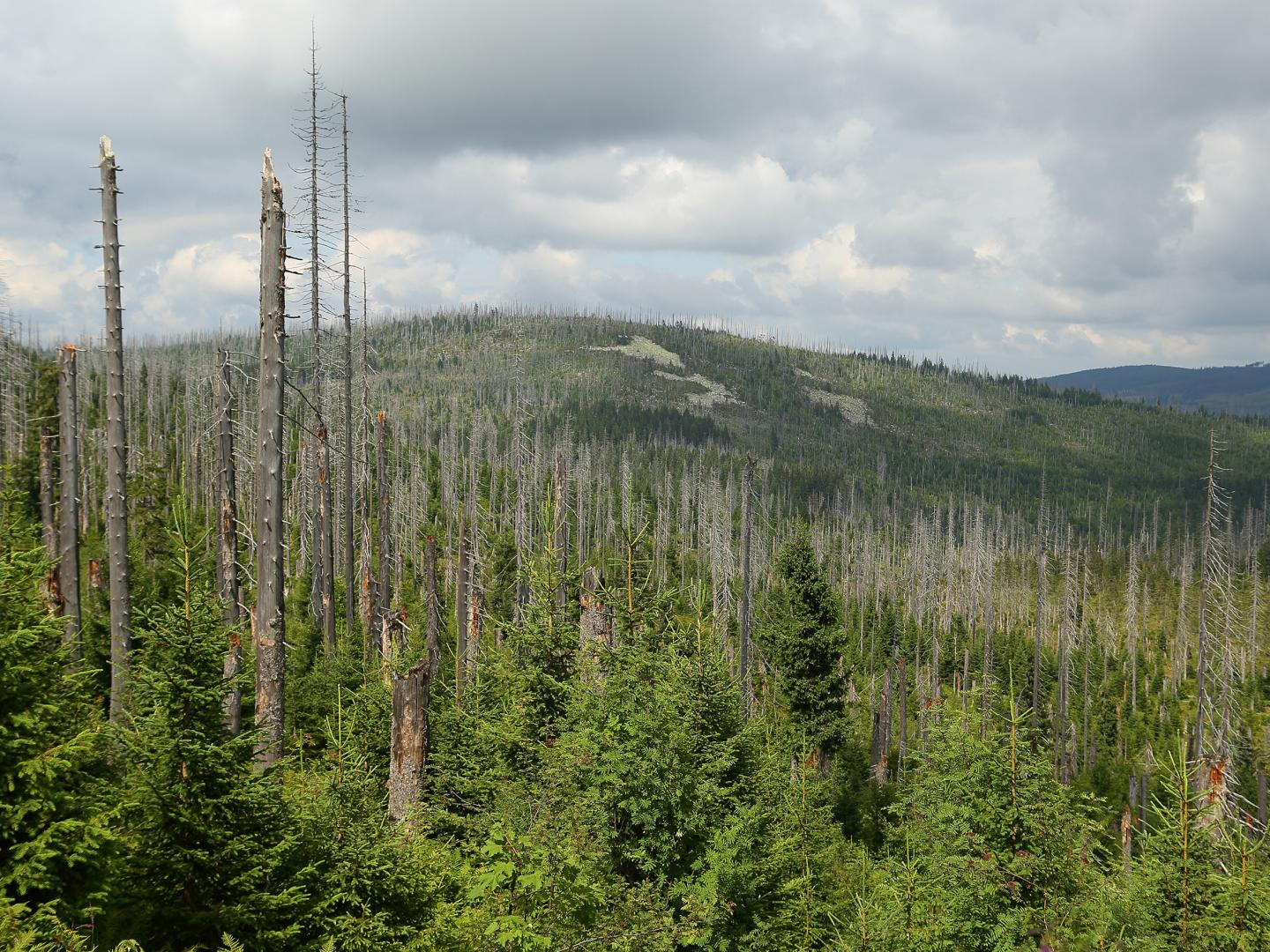 Forest Dieback