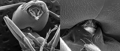 Ant Micro CT