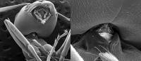 Ant Micro CT