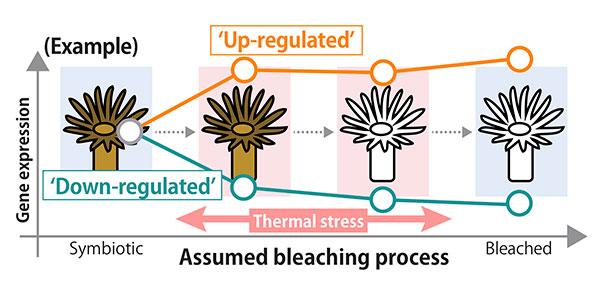 Altered Gene Expression May Trigger Collapse of Symbiotic Relationship