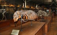 Photo of a Fossil Sirenian at the Paris National Museum of Natural History