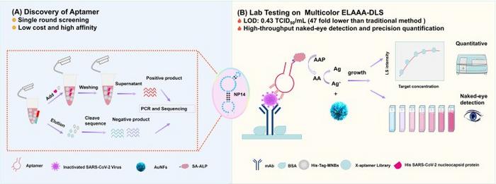 Workflow of NP14 aptamer screening and development of the MD ELAAA detection platform.