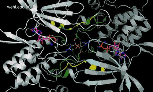 First View of Cancer Protein DCLK1