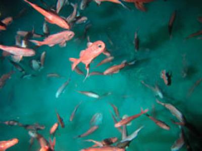 Orange Roughy