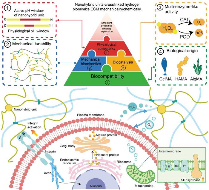 Hybrid Units Based on Natural Polymers