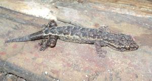 Male Hemiphyllodactylus ziegleri