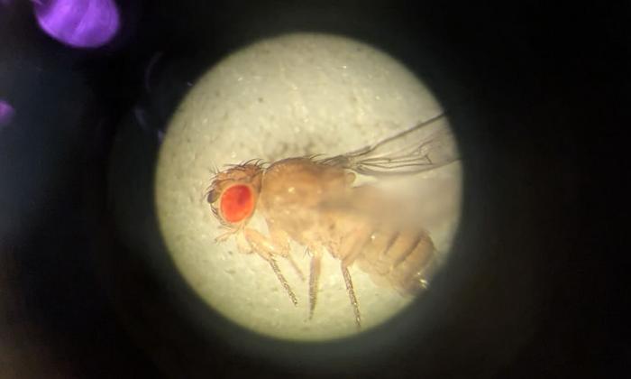 Drosophila melanogaster under microscope