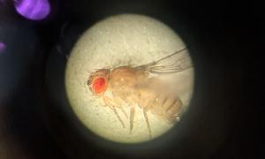 Drosophila melanogaster under microscope