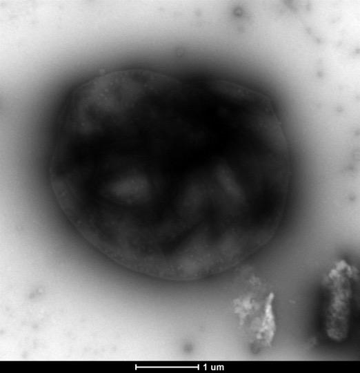 Synthetic Bacterium