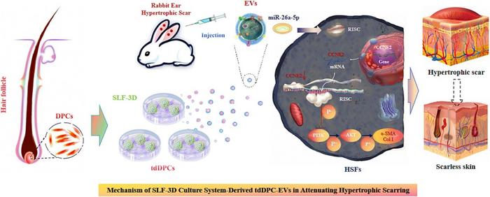 Self-Organizing 3D Culture–Derived Extracellular Vesicles Suppress Hypertrophic Scarring via the miR-26a-5p–CCNE2 Axis.