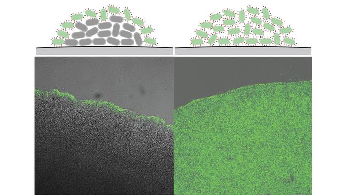 At high cell density (center of colony at left), Y. enterocolitica switches off the T3SS (green). If this mechanism is missing, the T3SS is active in all bacteria (right). (Illustration: Andreas Diepold, KIT)