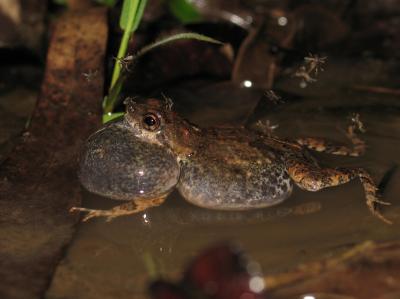 Male Túngara Frog Calling