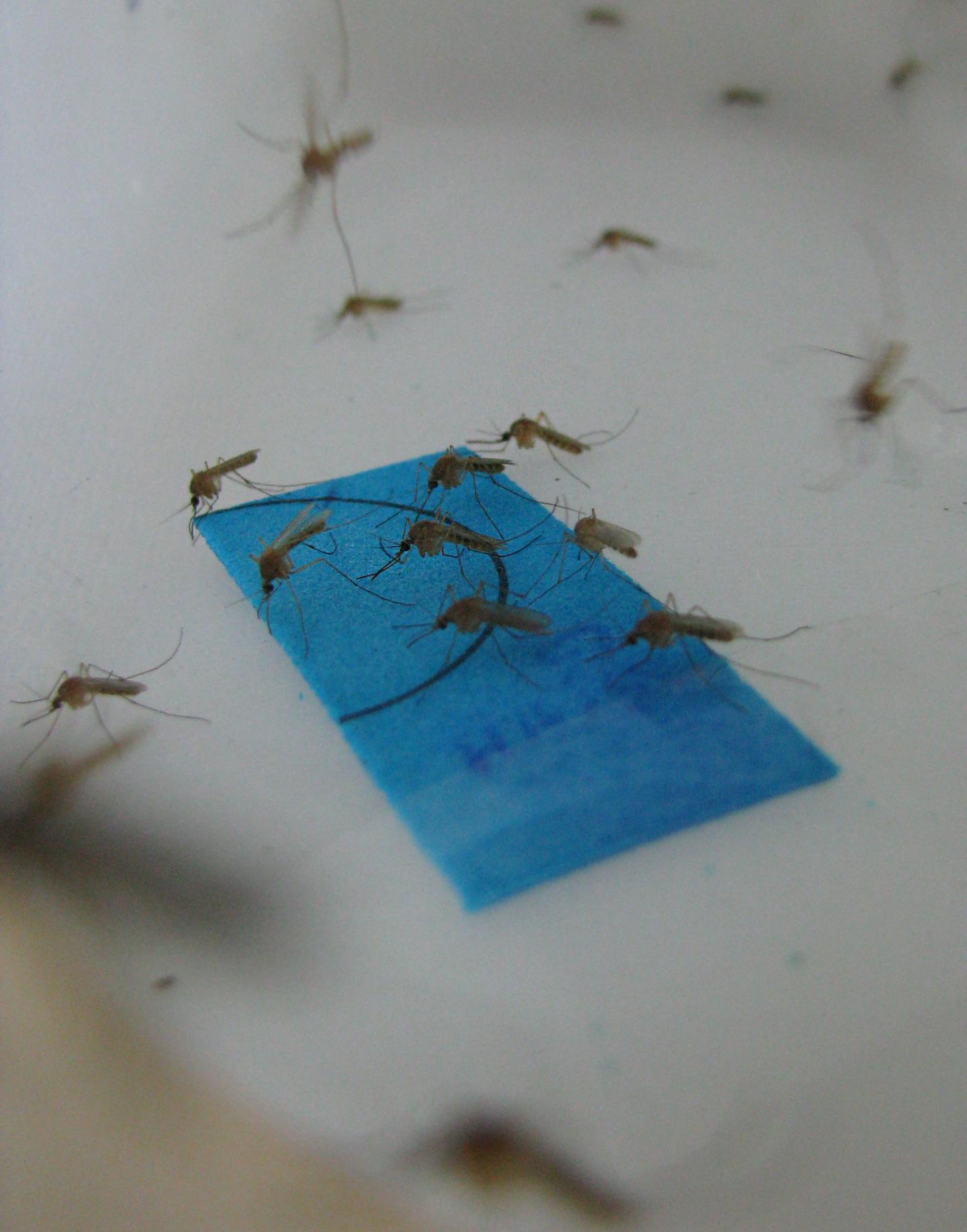 Carrying the Next Global Epidemic?