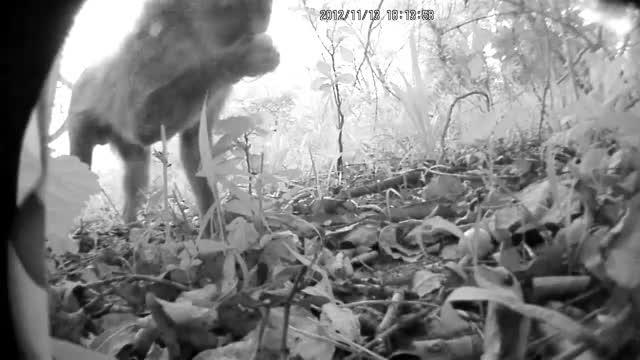 Video of the Predators