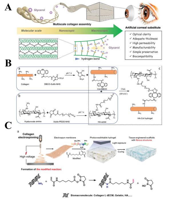 Glycerol-modified collagen fibril film designed for biomimetic corneal applications.