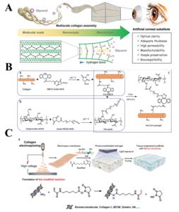 Glycerol-modified collagen fibril film designed for biomimetic corneal applications.
