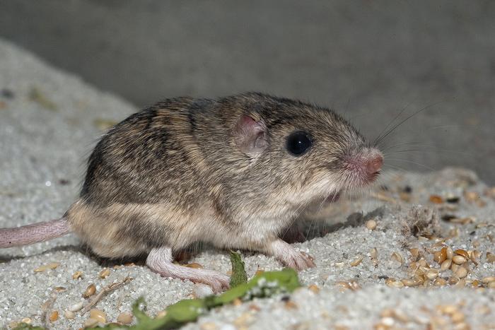 Pacific pocket mouse