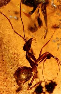 Ant