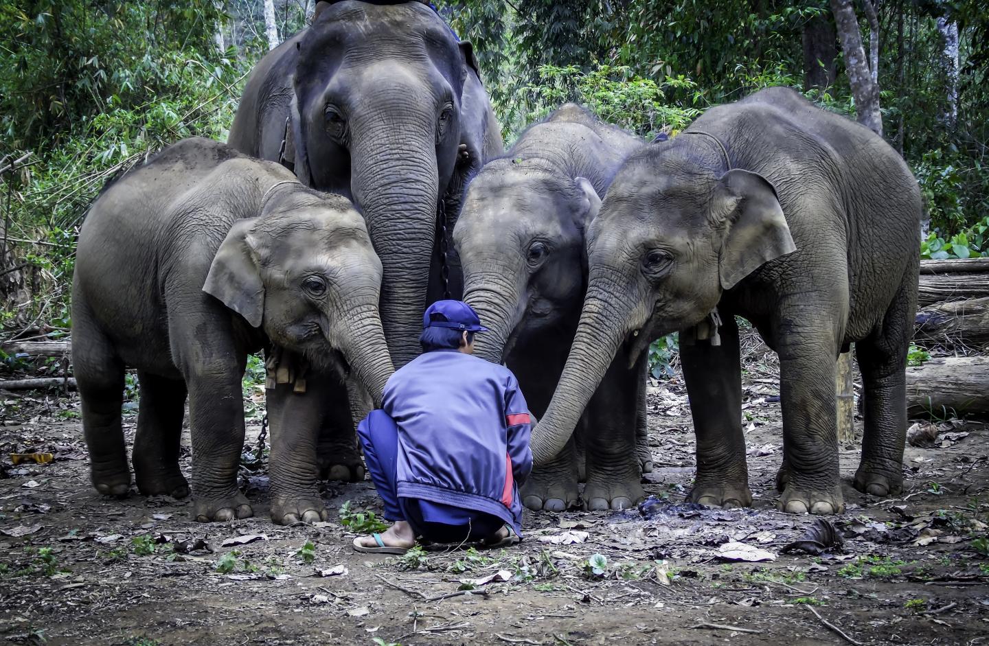 Elephants and Mahout