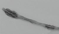 Co-Robotic Catheter Prototype