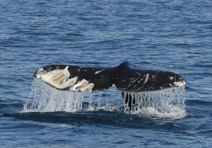 Gray Whale