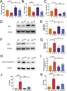 The up-regulation of ATOX1 attenuates oxidative stress, apoptosis, and neuroinflammation in BV2 cells.