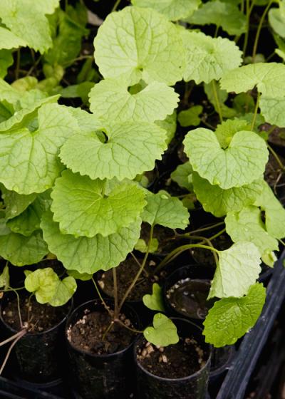 Garlic Mustard