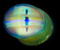 Close up Mantis Shrimp Eyes