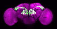 Fly Glomeruli