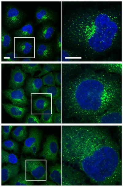 Genes for Cellular Export