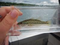 Largemouth Bass