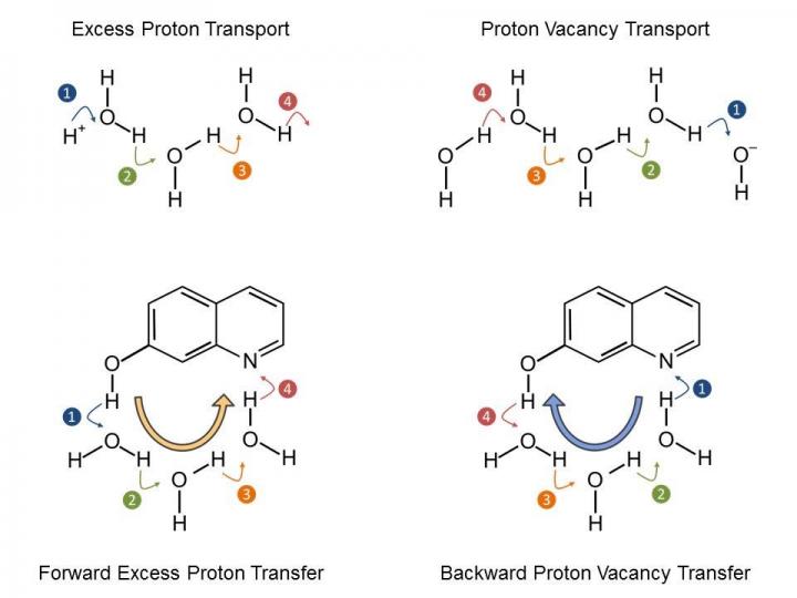 Proton Transport