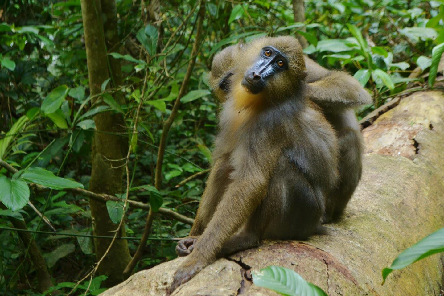 Mandrills Use Fecal Odor to Avoid Grooming Mandrills with Parasites (3 of 6)