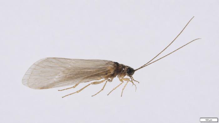 Hydropsyche hindrajab