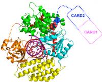 Virus-Detecting Molecule (2 of 2)