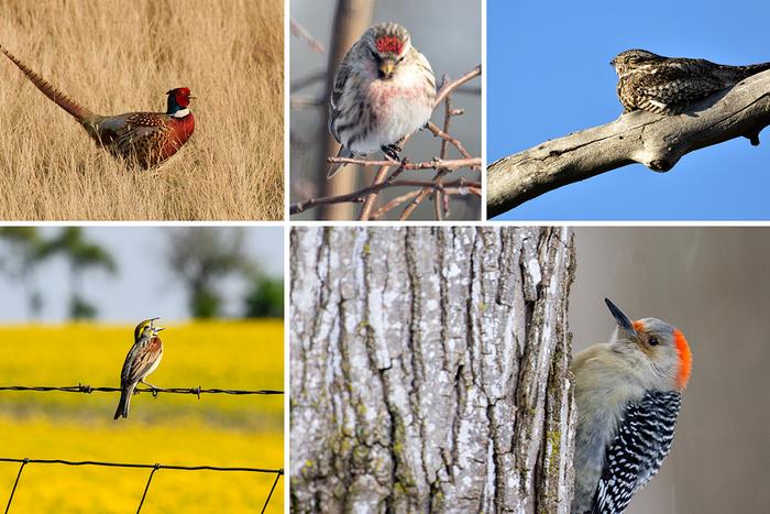 Bird diversity