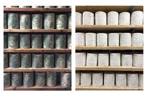 Mold on Bayley Hazen Blue cheese adapts to conditions in a cheese cave