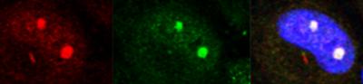 IF-Day2 Single Cell