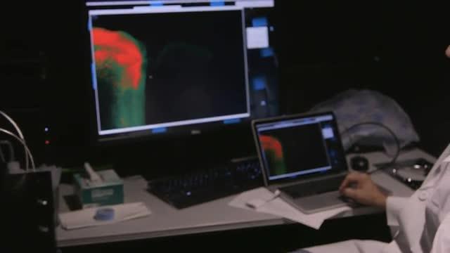 Shocking New Role Found for the Immune System: Controlling Social Behavior