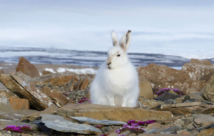 Arctic hare