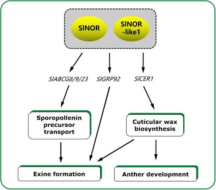 A working model for the SlNOR and SlNOR-like1 mediated regulation of tomato pollen development.