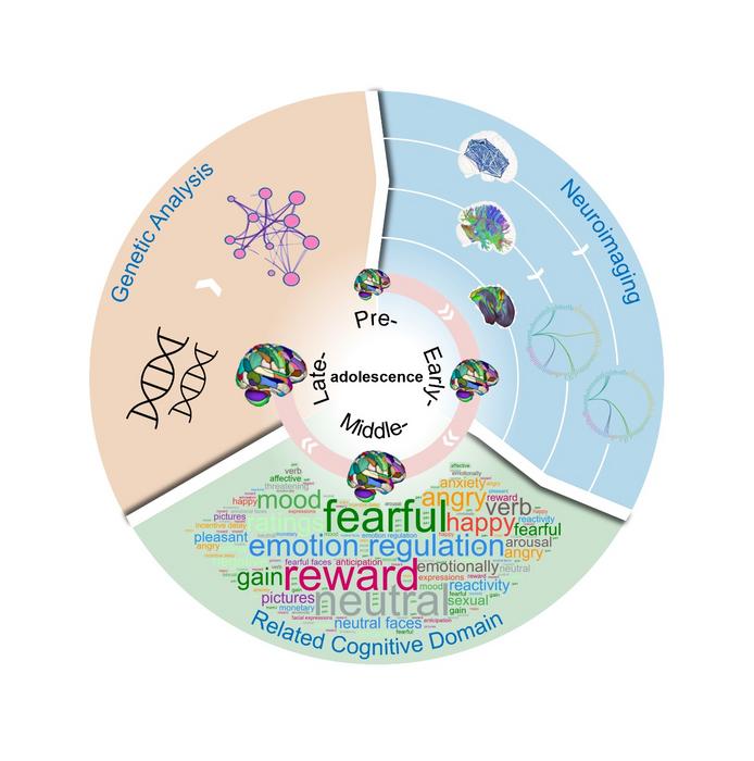 Analytical Framework for Developmental Brain Regionalization