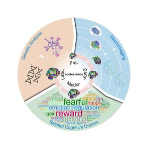 Analytical Framework for Developmental Brain Regionalization