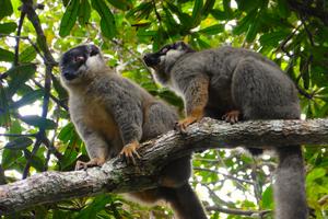 Two brown lemurs (Eulemur fulvus)