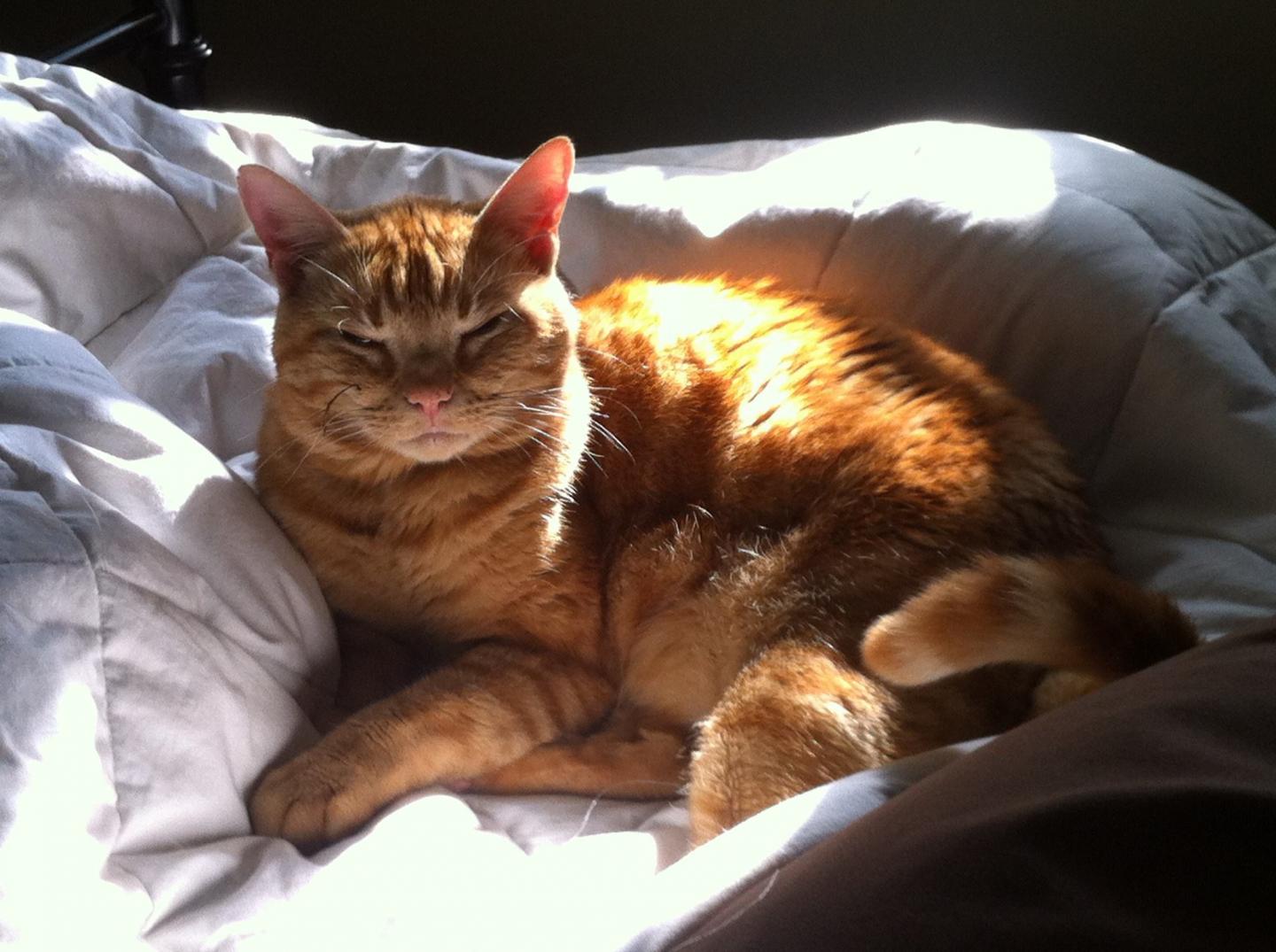 Older Cat