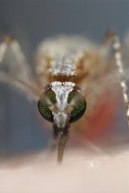 Feeding Mosquito