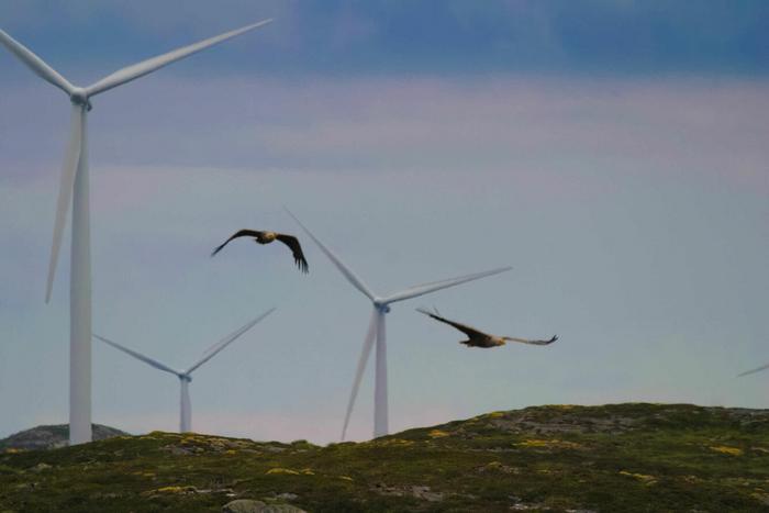White-tailed Eagles at a wind farm