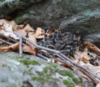Rattler
